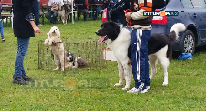 Napoca Dog Show, în acest weekend, la EXPO Transilvania din Cluj