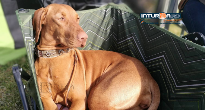 VIDEO/Foto: Peste 90 de rase canine la Turda Dog SHOW 2017