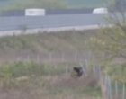 VIDEO. Un urs a fost filmat în apropierea autostrăzii Sebeș – Turda. A fost emis mesaj RO-alert
